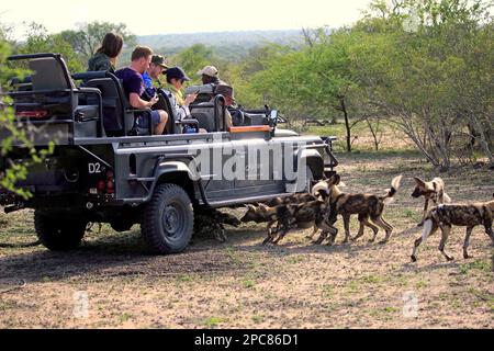 Safari, watching pack of African wild dogs (Lycaon pictus), Private Game drive with tourists in Safari Vehicle, Sabi Sand Game Reserve, Kruger Stock Photo
