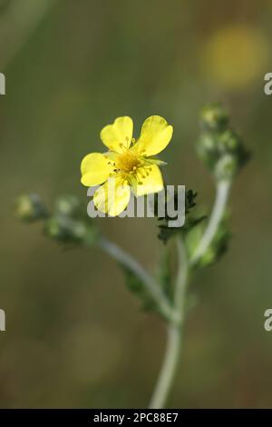 Silver Cinquefoil, Potentilla argentea, also called Hoary cinquefoil, wild flowering plant from Finland Stock Photo