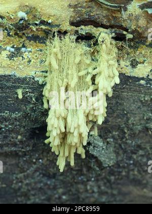 Arcyria obvelata, also called Arcyria nutans, commonly known as yellow carnival candy slime mold Stock Photo