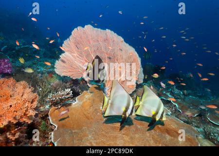 Dusky batfish (Platax pinnatus) two adult, left subadult, above elephant skin coral (Pachyseris rugosa), behind gotgonia (Annella mollis), shoal of Stock Photo