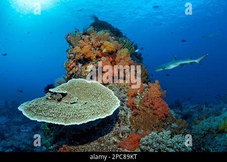 Randomly Selected Table Coral (Acropora) – Diapteron Shop