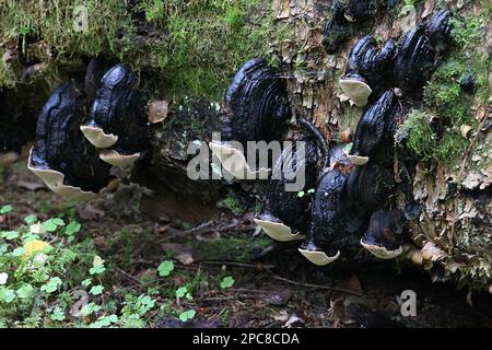 Phellinus lundellii, known as birch bristle bracket, wild fungus from Finland Stock Photo