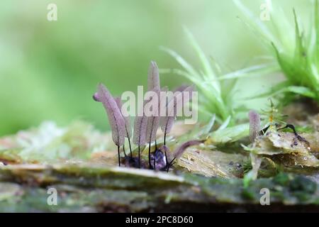 Stemonitopsis hyperopta, slime mold from Finland, no common English name Stock Photo