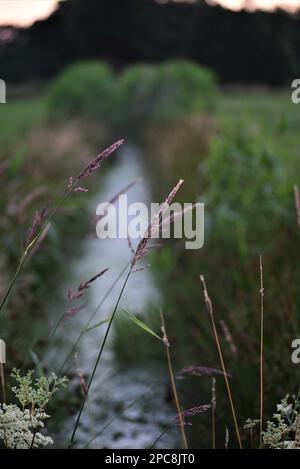 Little streamlet between meadows with greens at the side Stock Photo