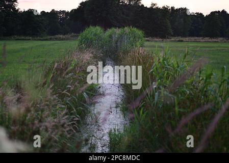 Little streamlet between meadows with greens at the side Stock Photo