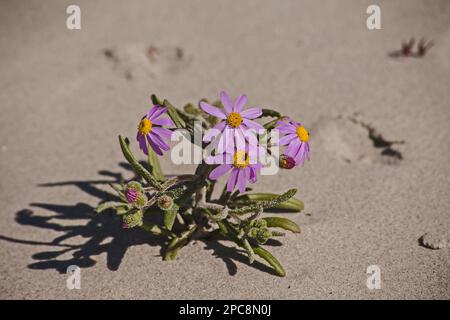 Blue Marguerite Felicia amelloides 11400 Stock Photo