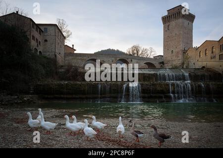 Ancient roman stone bridge and medieval tower over the river Metauro in Italy, in the town of Fermignano, small village near Urbino Stock Photo