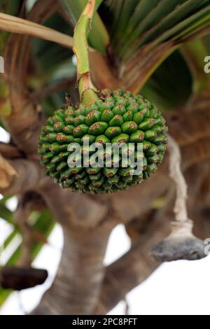 Pandanus utilis Bory – common screwpine tree and fruit, Lanzarote, Spain. Taken February / March 2023. Stock Photo      Download preview Save to ligh Stock Photo