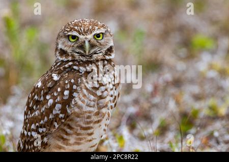 Close up portrait of Burrowing Owl with copy space on bokeh background.  Facial disc, eye, and beak clear on bird in Cape Coral, Florida Stock Photo