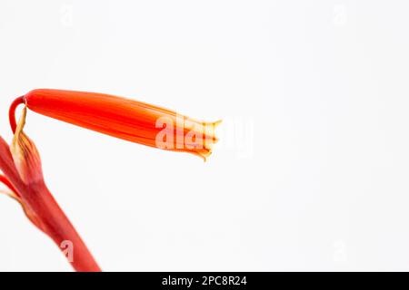 Ample copy space on white background of macro close up of single tubular flower of elf aloe, succulent attractive to hummingbirds Stock Photo