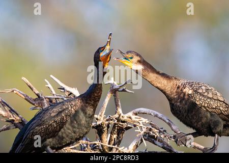 April and spring bring active courtship behaviors to cormorant pair at rookery in Wakodahatchee Wetlands near Delray Beach , Florida Stock Photo