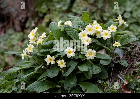A common or English primrose plant, Primula vulgaris, growing in the in full bloom in early spring in Devon n the UK. The plant is growing in the wild Stock Photo