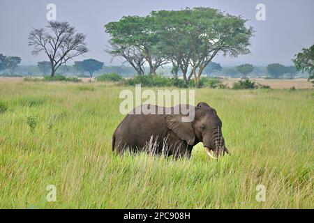 Queen Elizabeth National Park, Uganda, East Africa Stock Photo