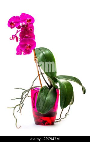 Phalaenopsis orchid bush in a pot on white background Stock Photo