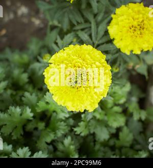 Yellow flowers of Tagetes erecta in the garden. Summer and spring time. Stock Photo