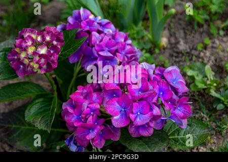 Beautiful blooming hydrangea bush with bright purple flowers, growing in a summer garden after rain Stock Photo