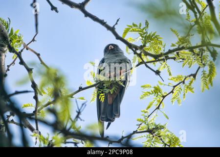 Red-footed falcon (Falco vespertinus) male. Steppe zone of Crimea Stock Photo