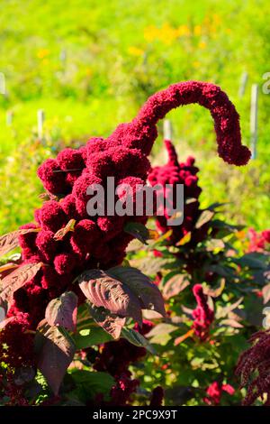 Elephant Head Amaranthus, Amaranthus gangeticus, Amaranth plant - striking red flowerhead. Stock Photo