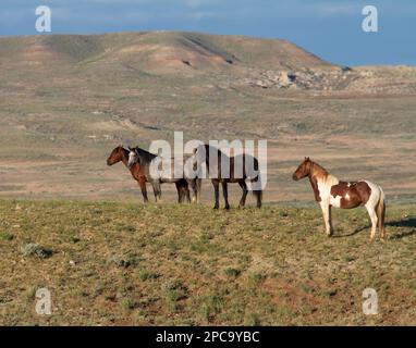 Band of Wild Horses Stock Photo