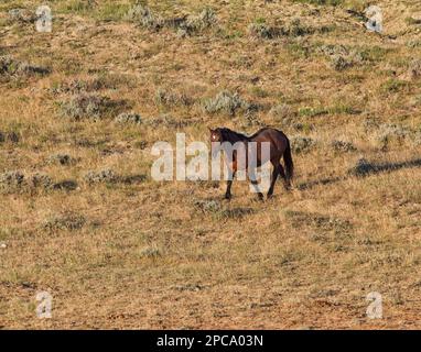 Lone Wild Stallion on the Prairie Stock Photo