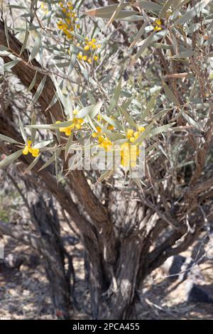 Acacia eremaea - southern snakewood tree. Stock Photo