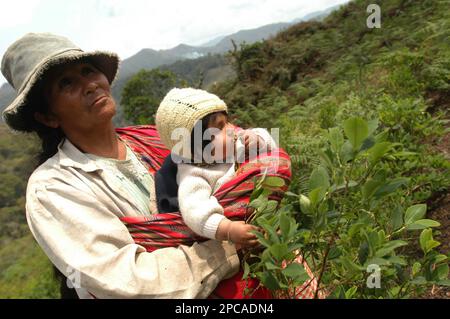 Bolivian coca grower Antonia Paillo holds her granddaughter as she observes soldiers eradicating her coca leaves farm by the Andes slopes in the region of Caranavi some 164 km 101 miles northeast of L...