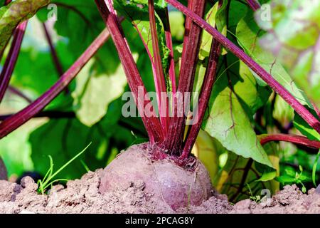 Beets. Beet plant. Close-up. Beetroot in bed Stock Photo
