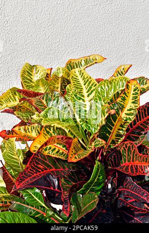 Fire croton or garden croton plant (Codiaeum variegatum) Stock Photo