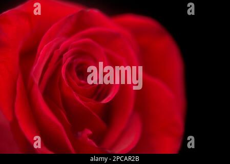 Dreamy single red rose closeup on a black backgroud Stock Photo