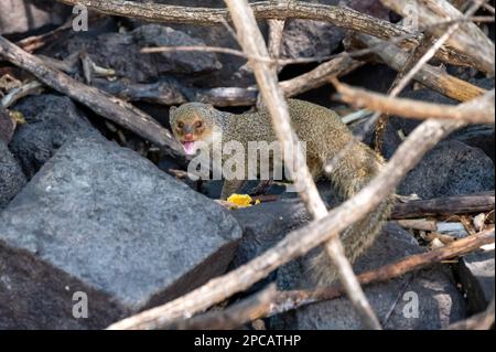 Small Indian mongoose on the Caribbean island of St. Kitts Stock Photo