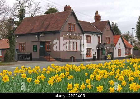Spring at the Thorn Inn, Greene King hostelry, at Grappenhall Lane, Appleton Thorn Village, Warrington, Cheshire, England, UK, WA4 4QX Stock Photo