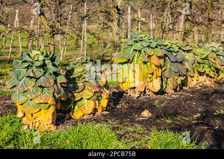 Several perennial Brussels sprouts in green, yellow, orange and red in a garden in spring sunshine Stock Photo