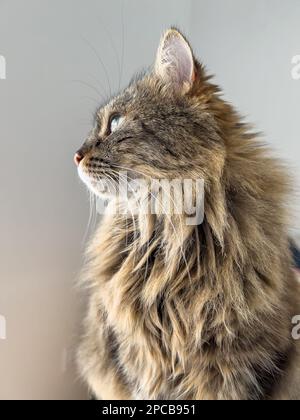 Adorable profile of a beautiful Siberian cat Stock Photo