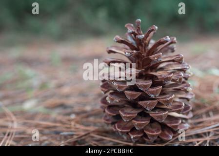 Pine cone lying on the ground with dried pine needles and green tree background. Stock Photo