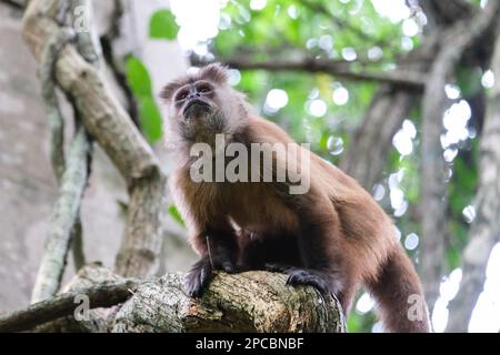 A monkey at tree in Puerto Maldonado Amazon Peru with tree background at jungle. Selective focus. Stock Photo