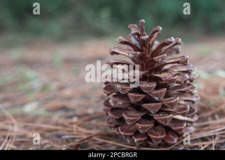 Pine cone lying on the ground with dried pine needles and green tree background. Stock Photo