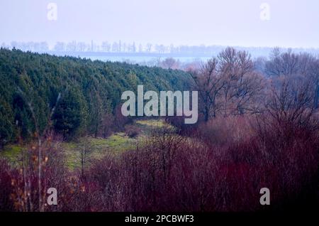 Pine forest grass and willows in warm winter in Ukraine Stock Photo
