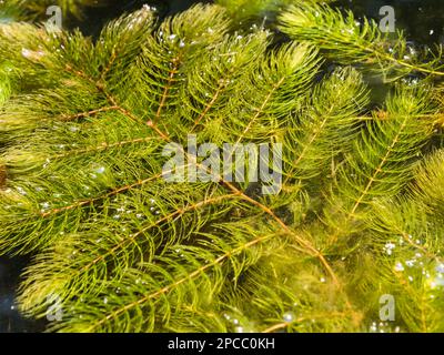 Hornwort aquatic plant on water surface Stock Photo