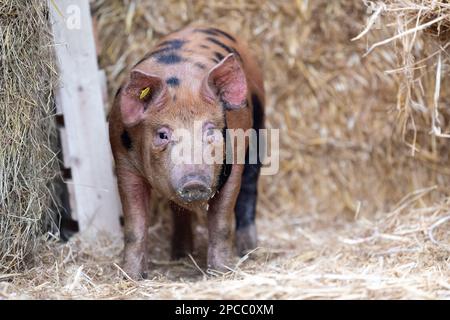 Free range pigs rooting through straw in an open shed. North Yorkshire, UK. Stock Photo