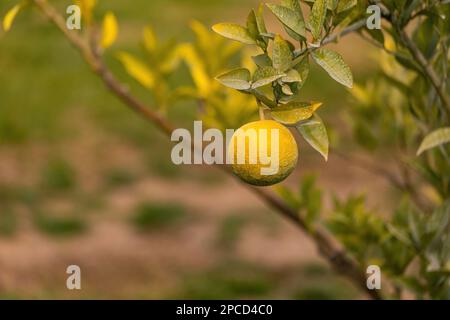 Oranges growing on the tree in Turkey "SELECTİVE FOCUS" Stock Photo
