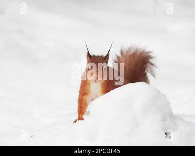 Red Squirrel (sciurus vulgaris) in the snow, Scottish Highlands, UK Stock Photo