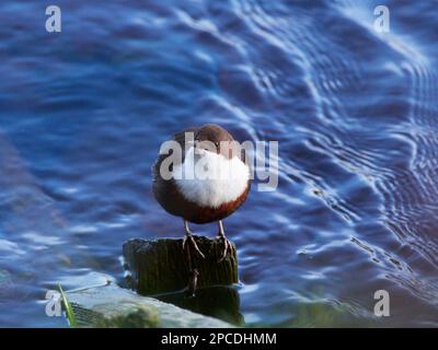 Dipper (Cinclus cinclus), Scottish Highlands, UK Stock Photo