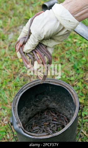 Bucket of earthworms Stock Photo - Alamy