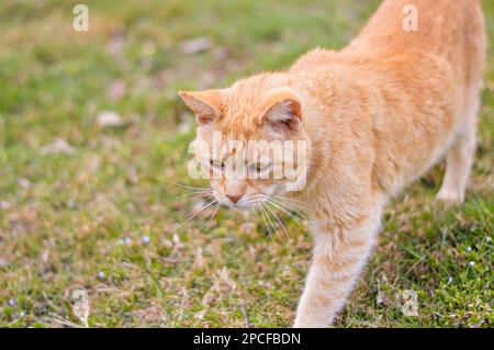 orange cat (pumpkin) walking in a grass field Stock Photo
