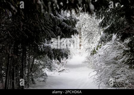 New heavy snow on the park Branches of the tree covered in new snow in Wisconsin Stock Photo