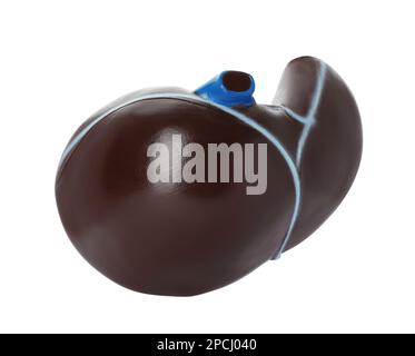 Plastic model of liver on white background Stock Photo - Alamy