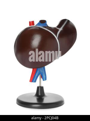 Plastic model of liver on white background Stock Photo - Alamy