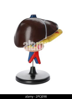 Plastic model of liver on white background Stock Photo - Alamy