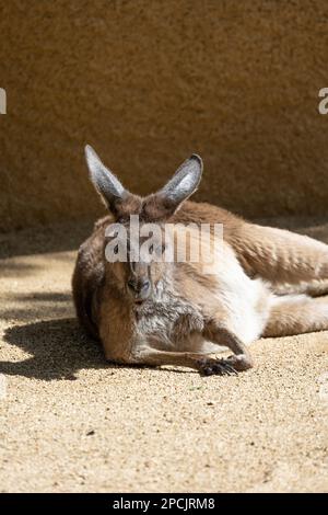 Adult Grey Kangaroo lounging in the afternoon sun Stock Photo