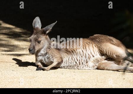 Adult Grey Kangaroo lounging in the afternoon sun Stock Photo